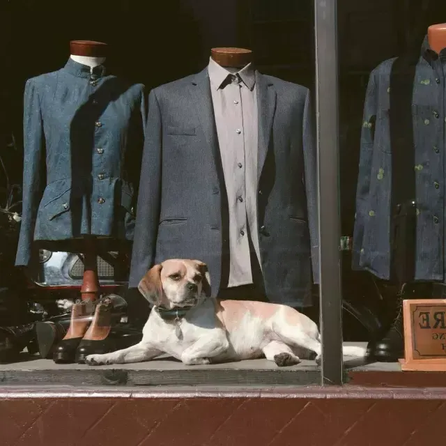 Dog in the window